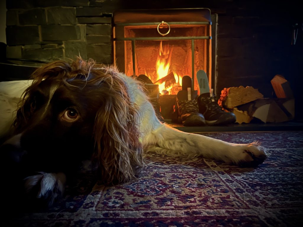Dog laying near fire