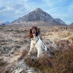 Glencoe winter dog