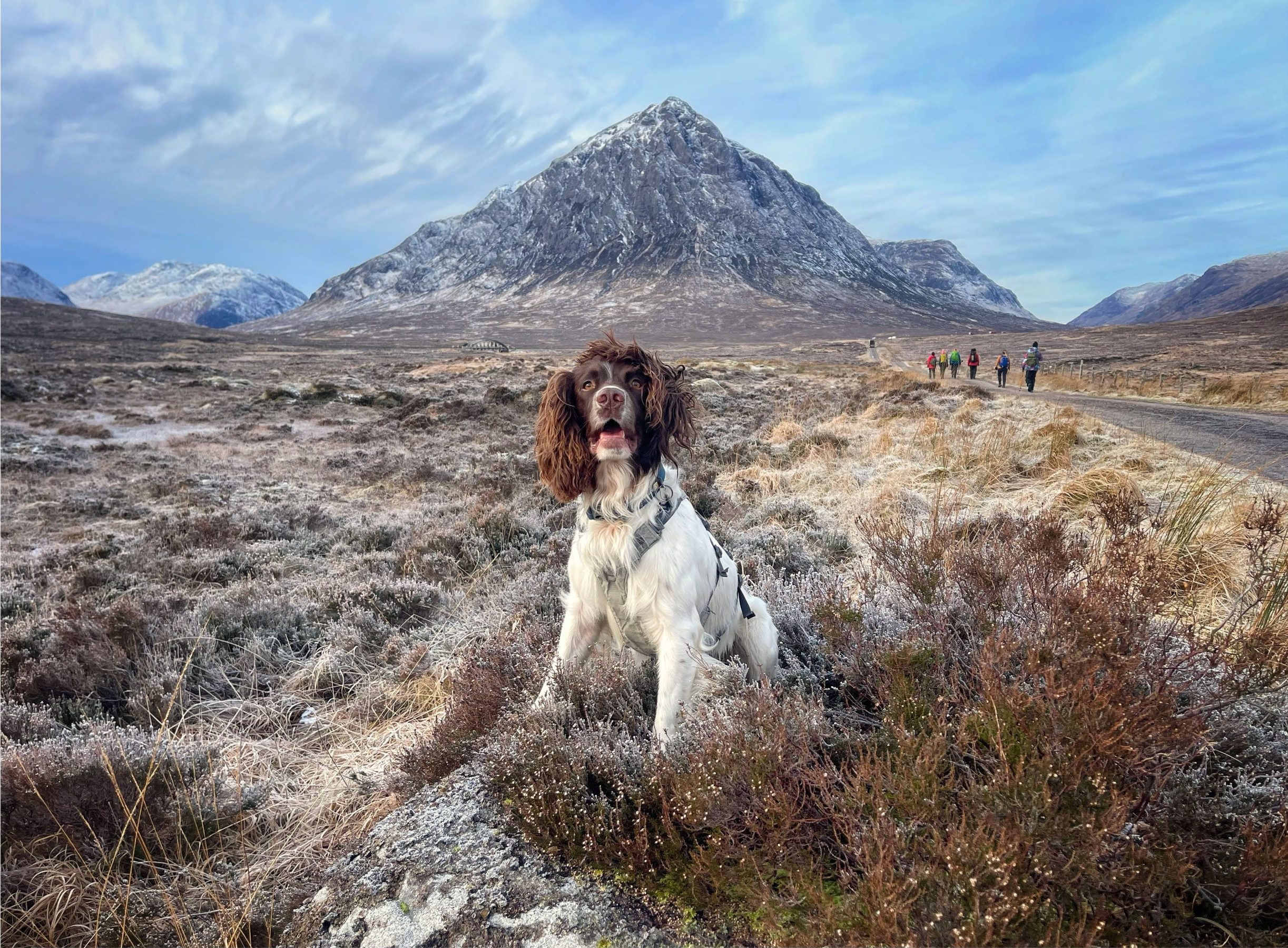 Glencoe winter dog