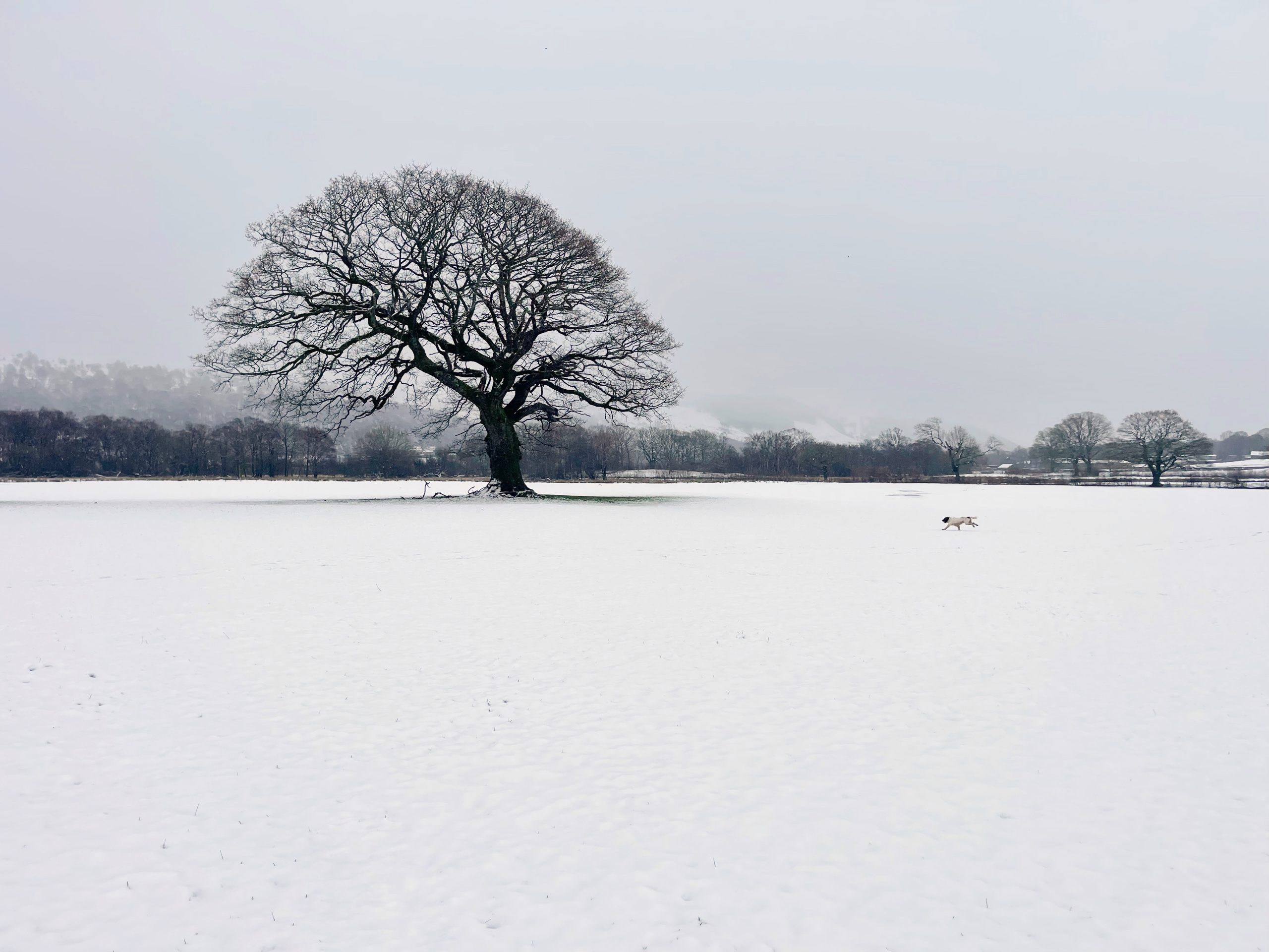 Lake District Winter Tree